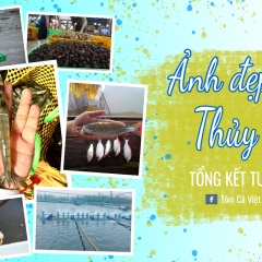 Ảnh Đẹp Thủy Sản: Kết quả tuần 3